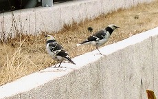 �ʐ^�F�N�r�����N�h��