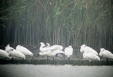 �ʐ^�F�N���c���w���T�M