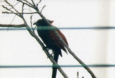 �ʐ^�F�I�I�o���P��