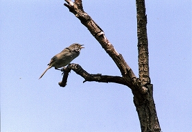 �ʐ^�F�E�O�C�X