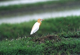 �ʐ^�F�A�}�T�M