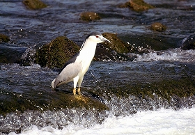 �ʐ^�F�S�C�T�M