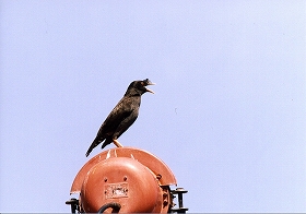 �ʐ^�F�n�b�J�`���E