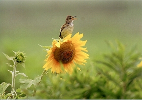 �ʐ^�F�I�I���V�L��