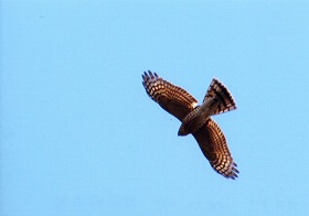 �ʐ^�F�I�I�^�J