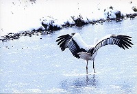 �ʐ^�F�R�E�m�g��