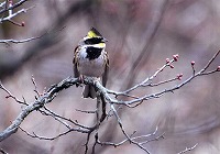 �ʐ^�F�~���}�z�I�W��