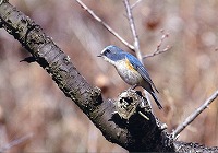 �ʐ^�F�����r�^�L