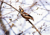 �ʐ^�F�V��