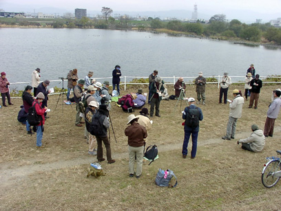 鴨川・桂川探鳥会