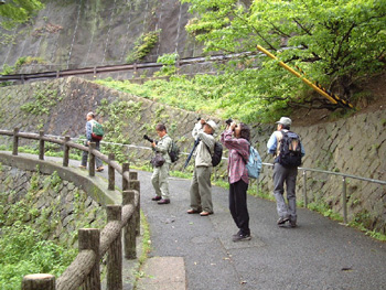 箕面公園探鳥会