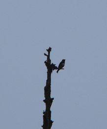 箕面公園探鳥会