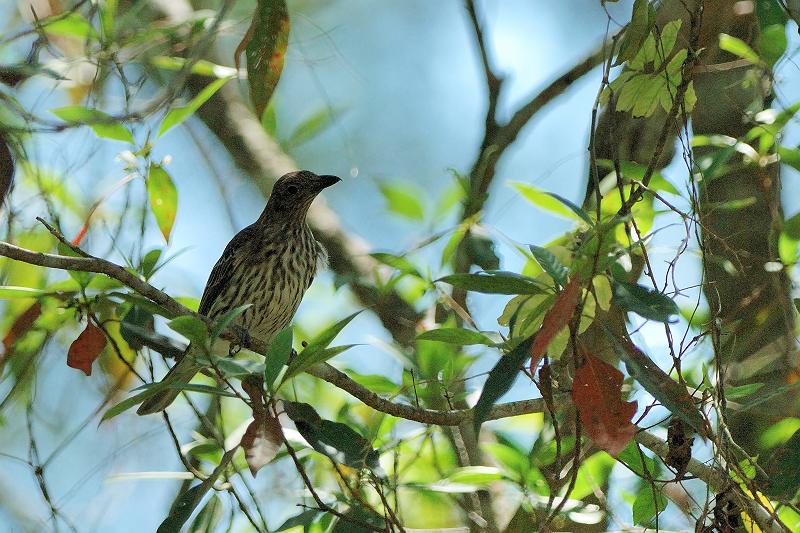 チモールメガネコウライウグイス♀